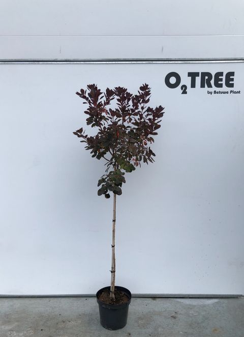 Cotinus coggygria 'Royal Purple'