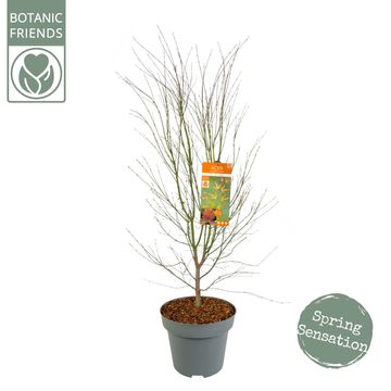 Acer palmatum 'Wilson's Pink Dwarf'