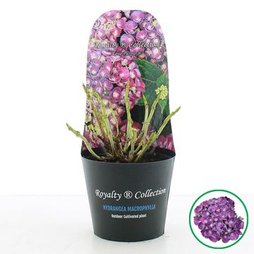 Hydrangea macrophylla ROYALTY COLLECTION ROSIE PURPLE