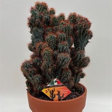 Cereus peruvianus monstruosus f. rubra