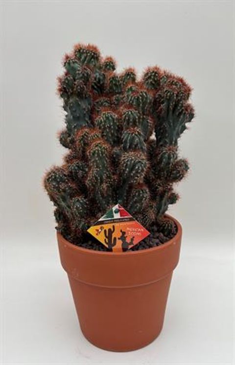 Cereus peruvianus monstruosus f. rubra