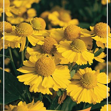 Helenium 'Kanaria'