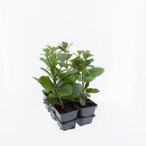 Prunus laurocerasus 'Novita'