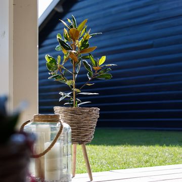 Magnolia grandiflora 'Little Gem'