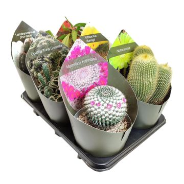 Cactus MIX