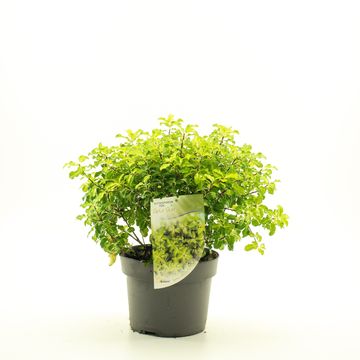 Pittosporum tenuifolium 'Gold Star'