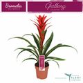 Guzmania 'Ostara'