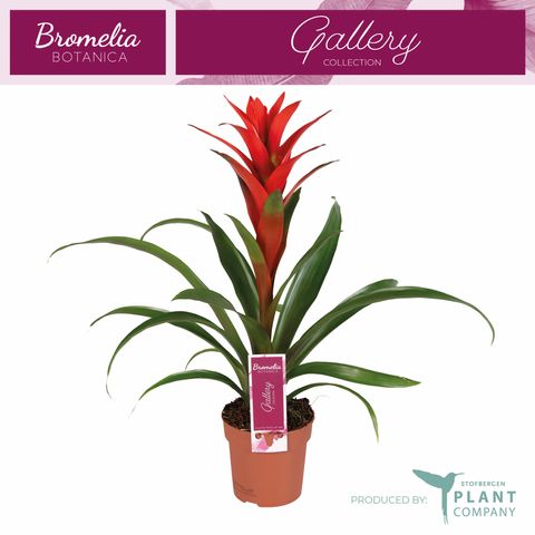 Guzmania 'Ostara'