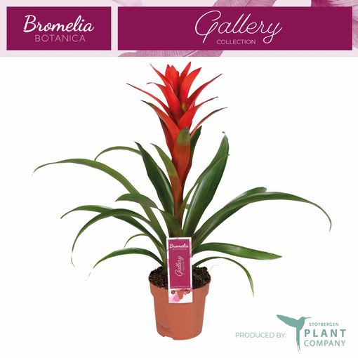 Guzmania 'Ostara'