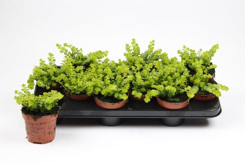 Lysimachia nummularia 'Goldilocks'