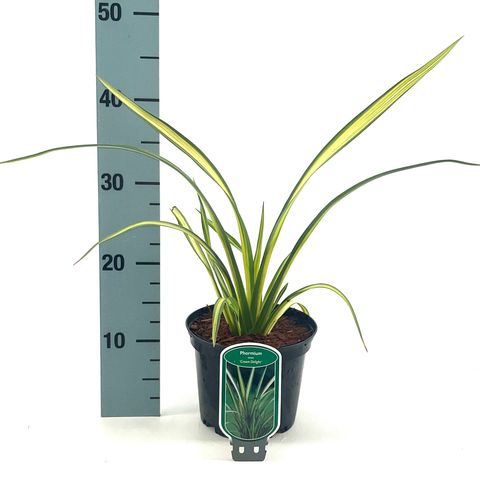 Phormium cookianum 'Cream Delight'