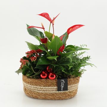 Arrangement Christmas