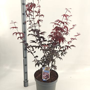 Acer palmatum 'Red Emperor'