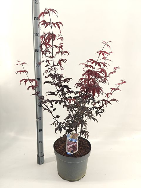 Acer palmatum 'Red Emperor'