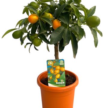 Citrus japonica