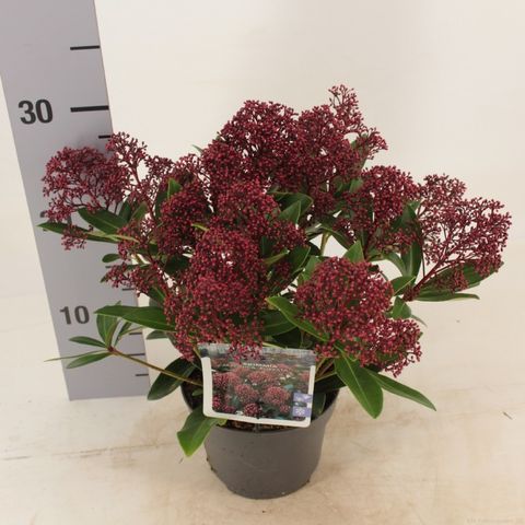 Skimmia japonica 'Rubella'