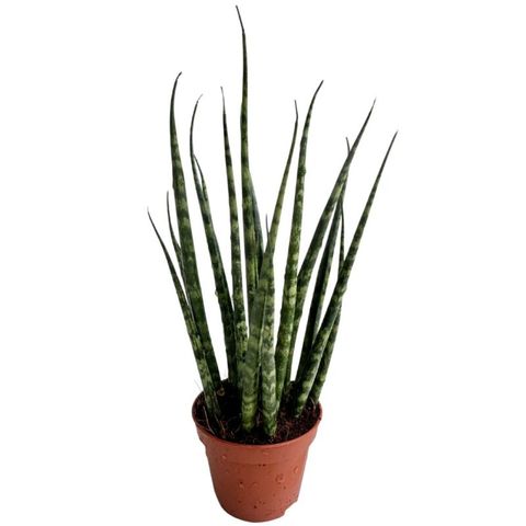 Sansevieria 'Zebra' — Plant Wholesale FlorAccess