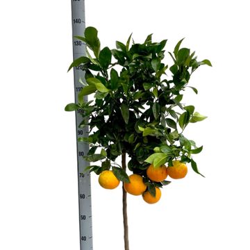 Citrus sinensis 'Arancio'