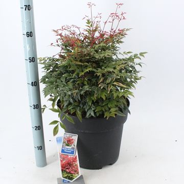 Nandina domestica OBSESSED