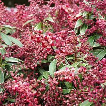 Pieris japonica POLAR PASSION