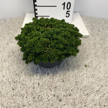 Sedum album 'Coral Carpet'