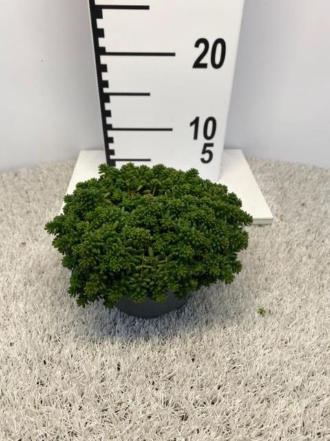 Sedum album 'Coral Carpet'