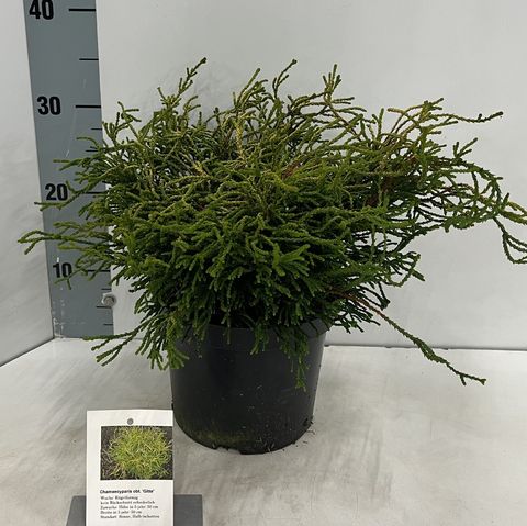 Chamaecyparis obtusa 'Gitte'