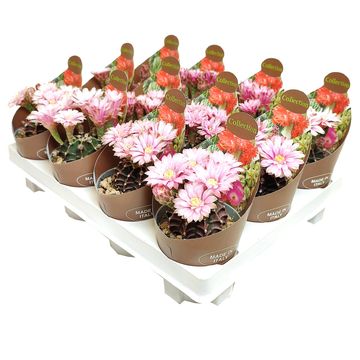 Gymnocalycium friedrichii