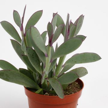 Senecio crassissimus