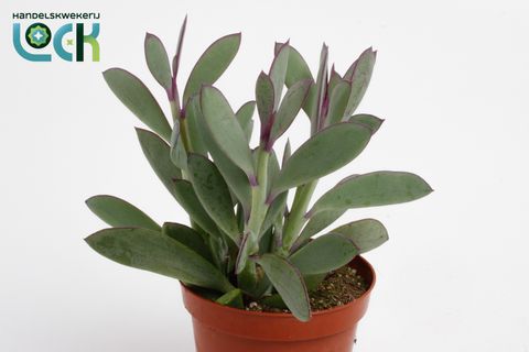 Senecio crassissimus