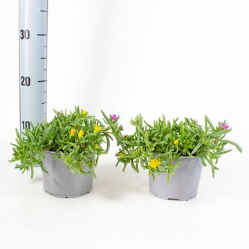 Delosperma cooperi MIX IN POT