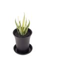 Sansevieria 'Comet Chrysanta Lemon'