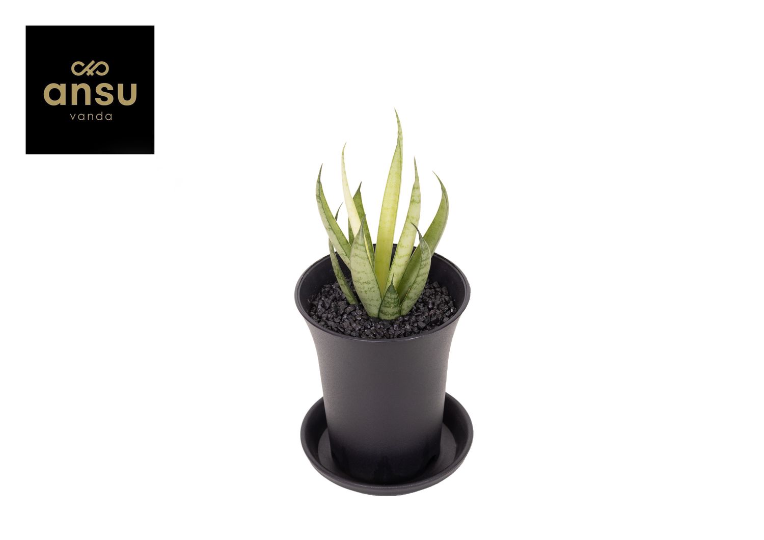sansevieria trifasciata superba Sansevieria trifasciata Futura Superba bunter Bogenhanf – Blumen-Senf® main image 1