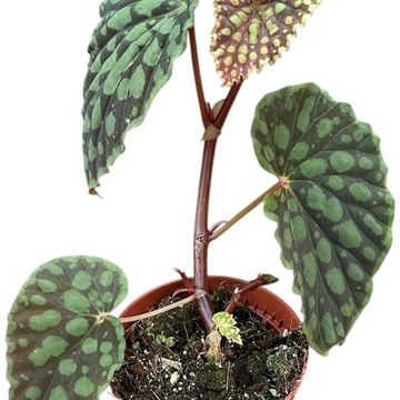Begonia chlorosticta