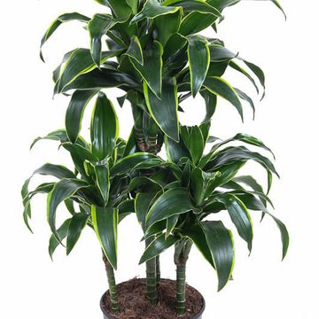 Dracaena fragrans 'Dorado'