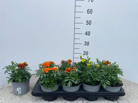 Tagetes PATULA MIX