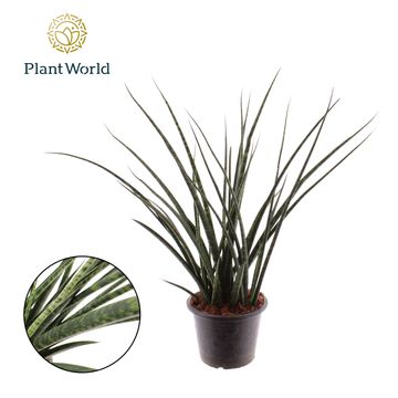 Sansevieria 'Fernwood'