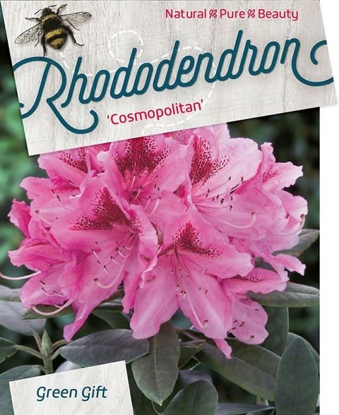 Rhododendron 'Cosmopolitan'