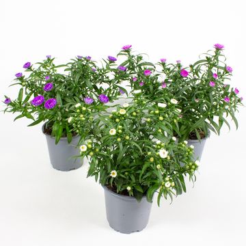 Aster NOVI-BELGII MIX
