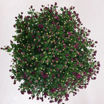 Chrysanthemum 'Jasoda Mauve'