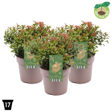 Pieris japonica 'Little Heath Green'