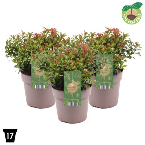 Pieris japonica 'Little Heath Green'