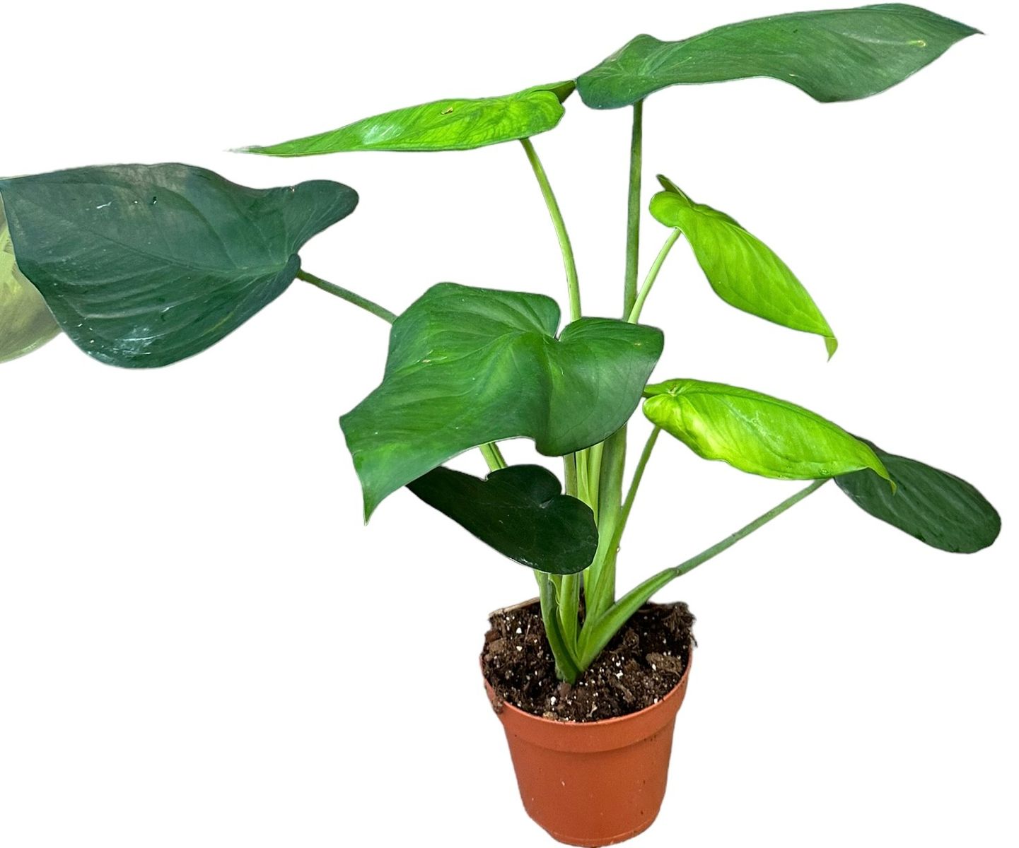 Syngonium chiapense — Plant Wholesale FlorAccess