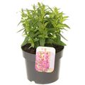 Lythrum salicaria 'Robin'