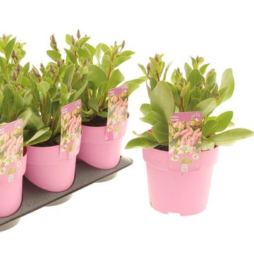 Ptilotus 'Matilda'