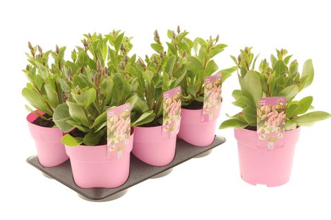 Ptilotus 'Matilda'