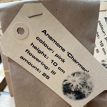Anemone blanda 'Charmer'