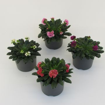 Lewisia cotyledon MOUNTAIN DREAMS MIX