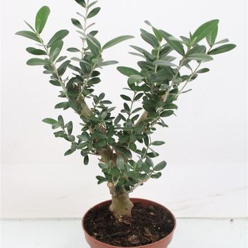 Olea europaea