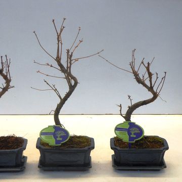 Metasequoia glyptostroboides